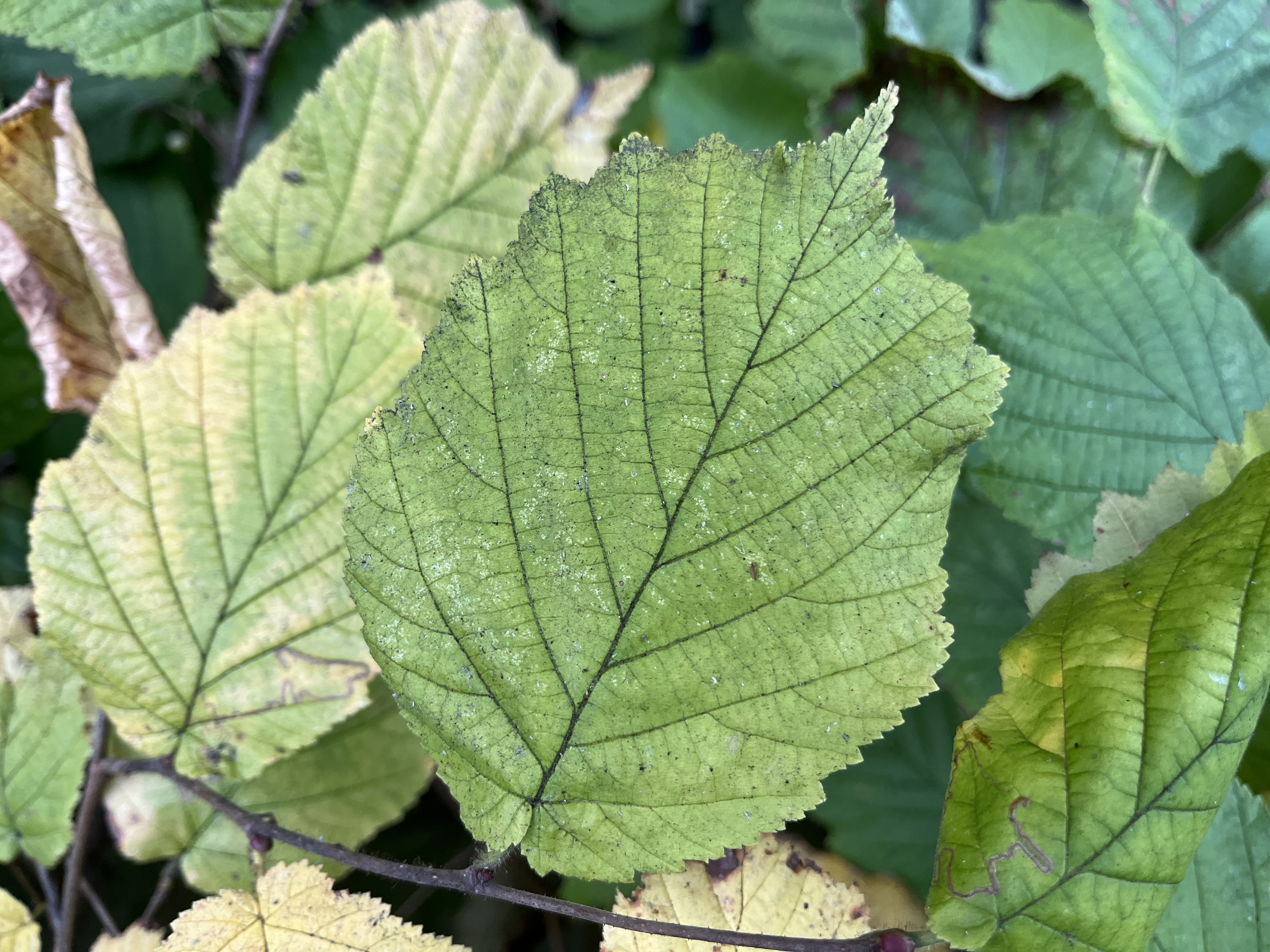 Judith Morris in nature writing her memoir, Stepping out of Silence
