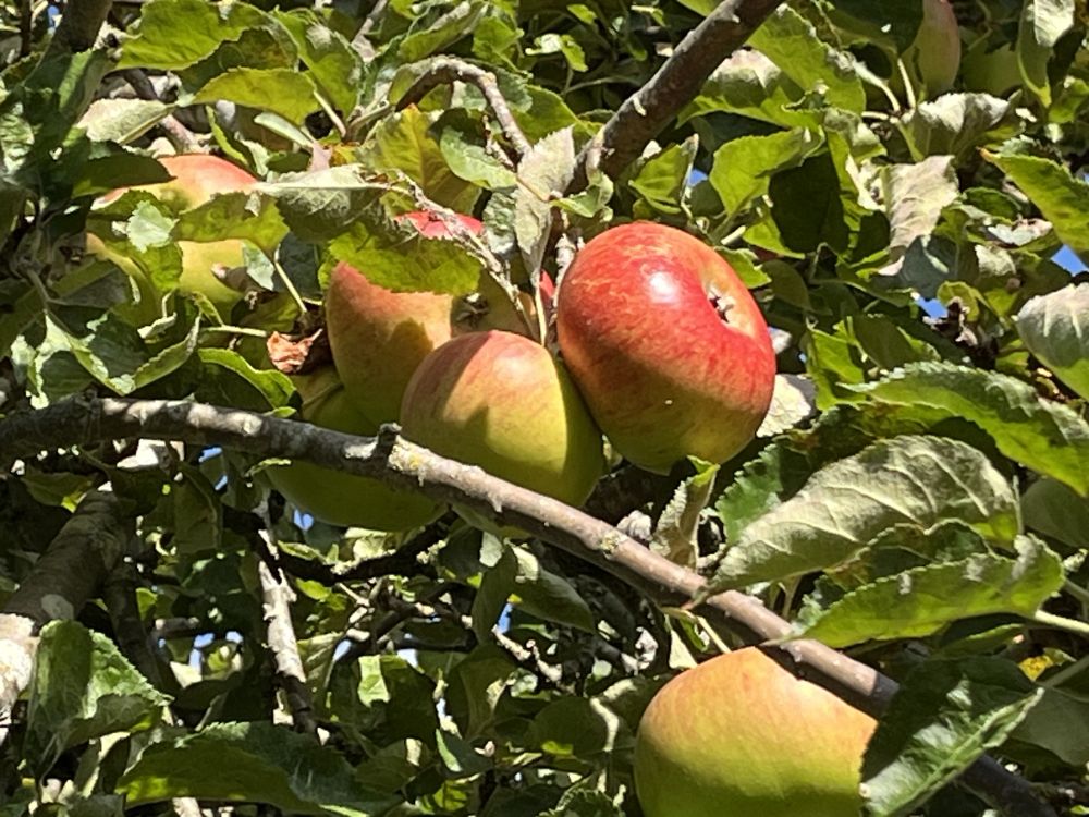 Judith Morris in nature writing her memoir, Stepping out of Silence