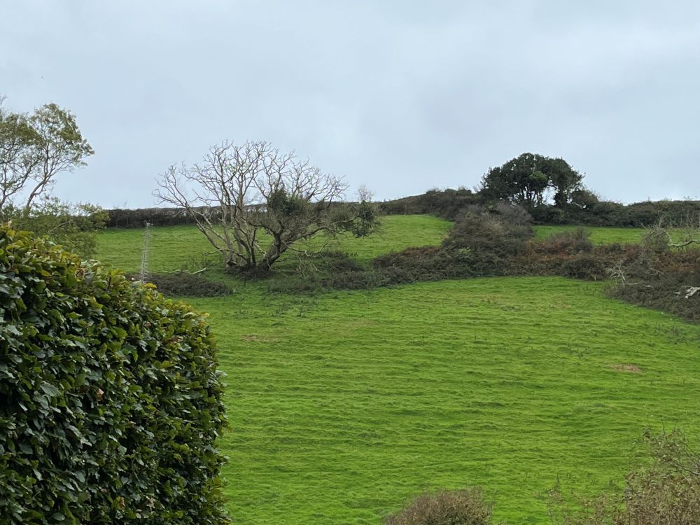 Judith Morris in nature writing her memoir, Stepping out of Silence