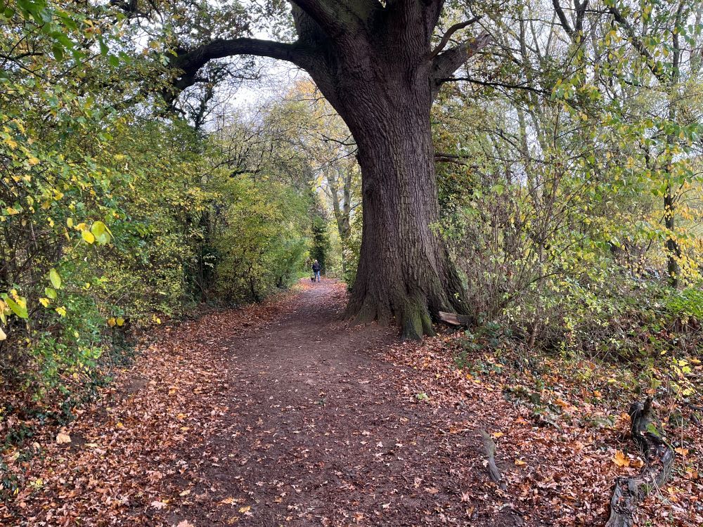 Judith Morris in nature writing her memoir, Stepping out of Silence