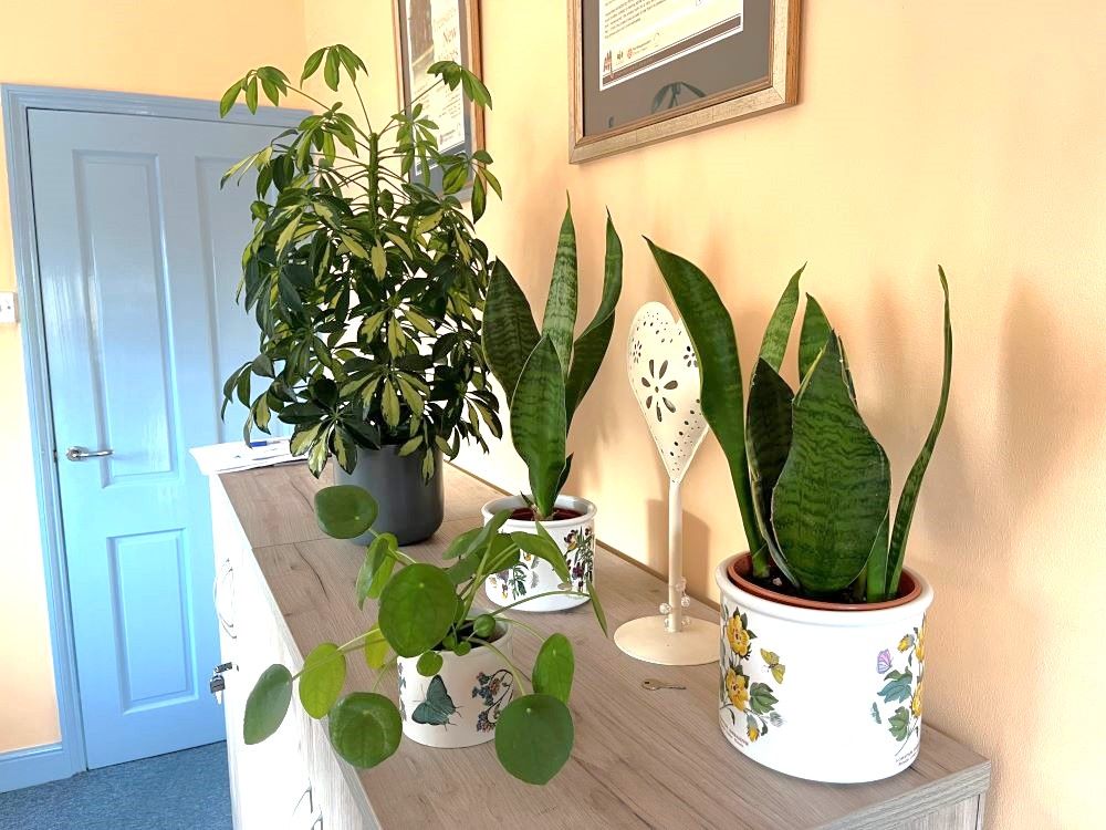 Judith Morris in nature writing her memoir, Stepping out of Silence